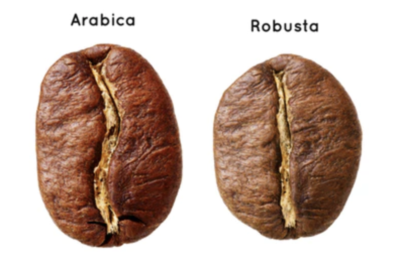 arabica vs robusta 