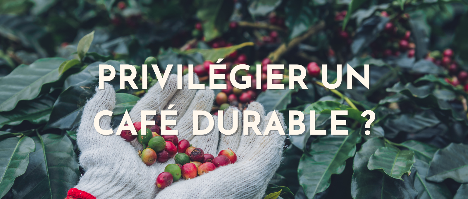 pourquoi choisir un café durable