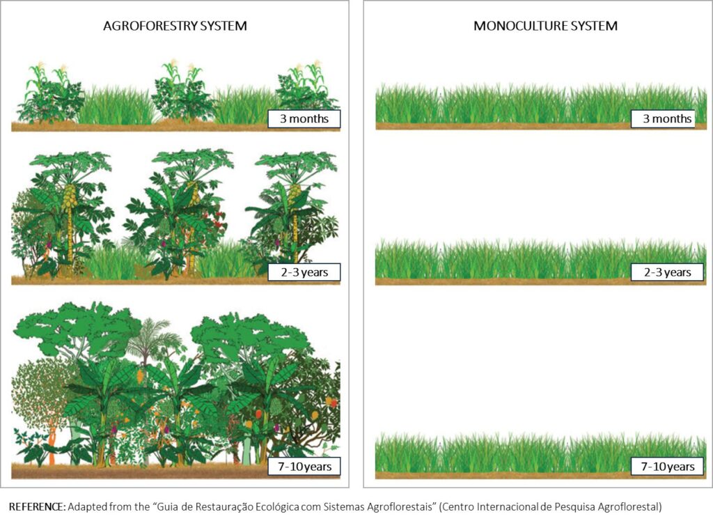 Schéma agroforesterie vs monoculture dans le temps