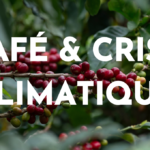 crise climatique et impact sur le café