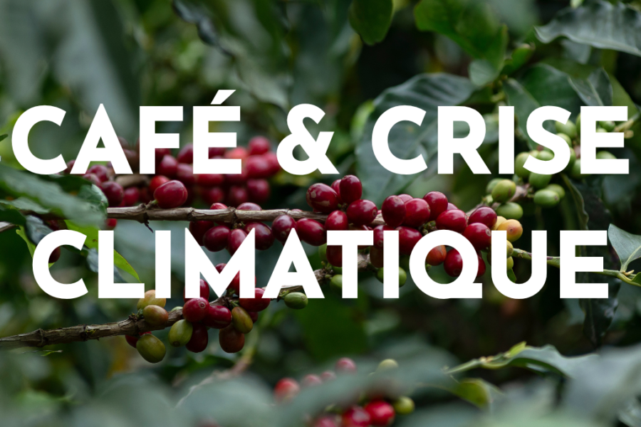 crise climatique et impact sur le café