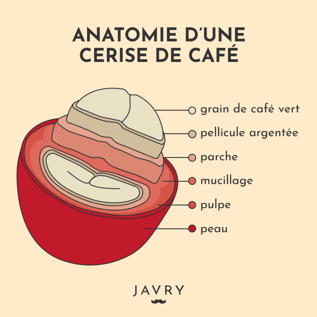 cerise café et grain