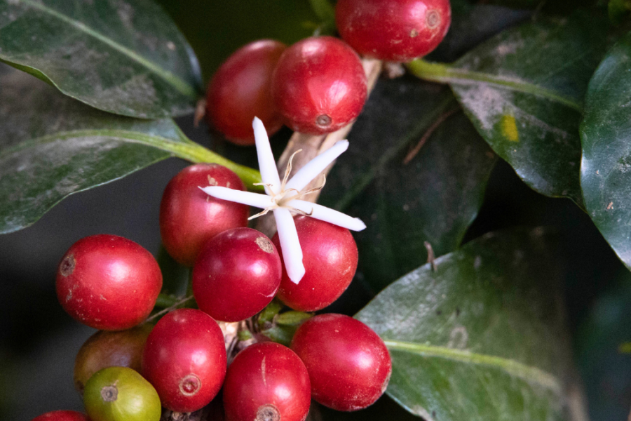 quel est le vrai prix du café durable