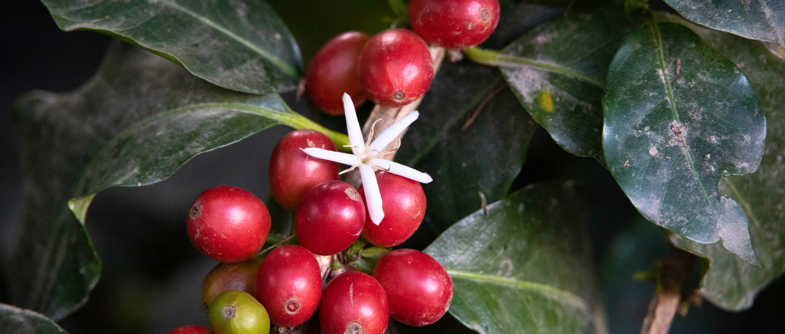 quel est le vrai prix du café durable