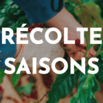 récolte et saisons du café