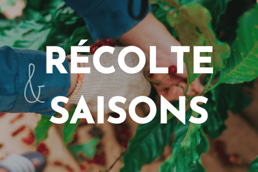 récolte et saisons du café