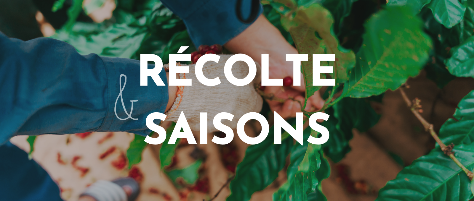 récolte et saisons du café