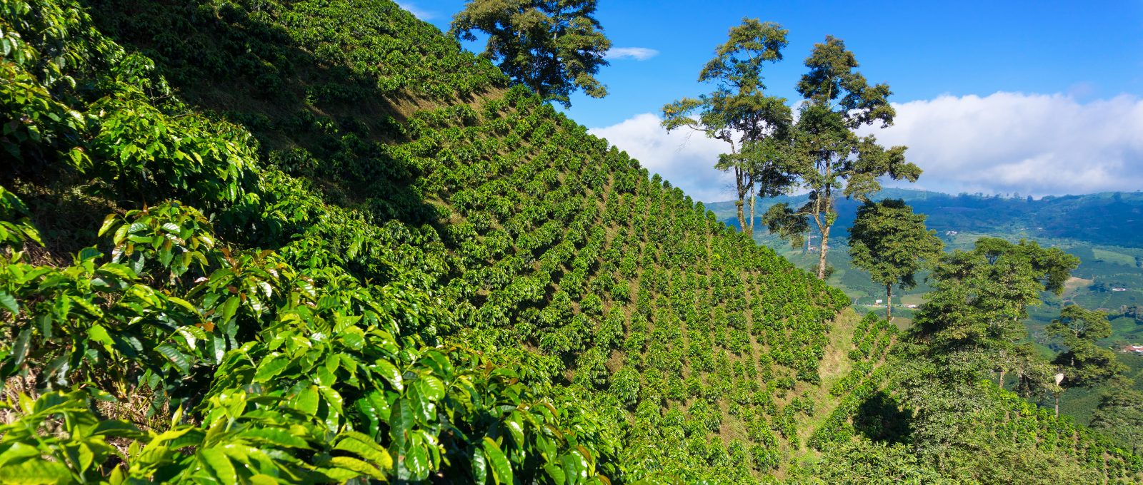 l'impact de l'altitude sur le café et son goût