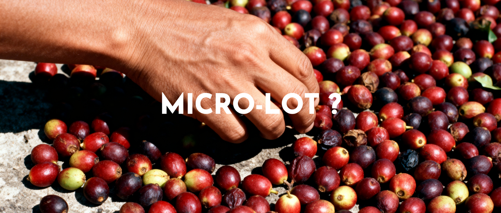 définition d'un café micro-lot