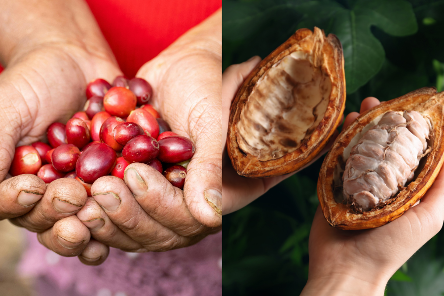 similarités chocolat et café