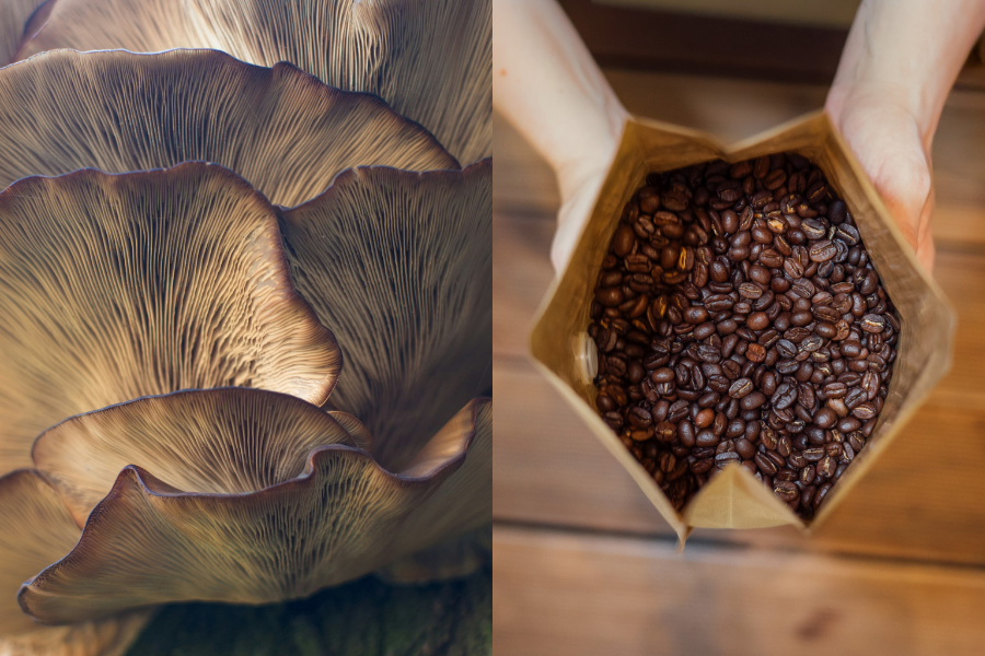 café aux champignons