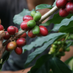 comment on fabrique le café ?