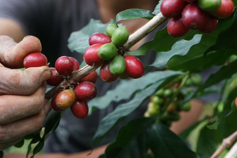 comment on fabrique le café ?