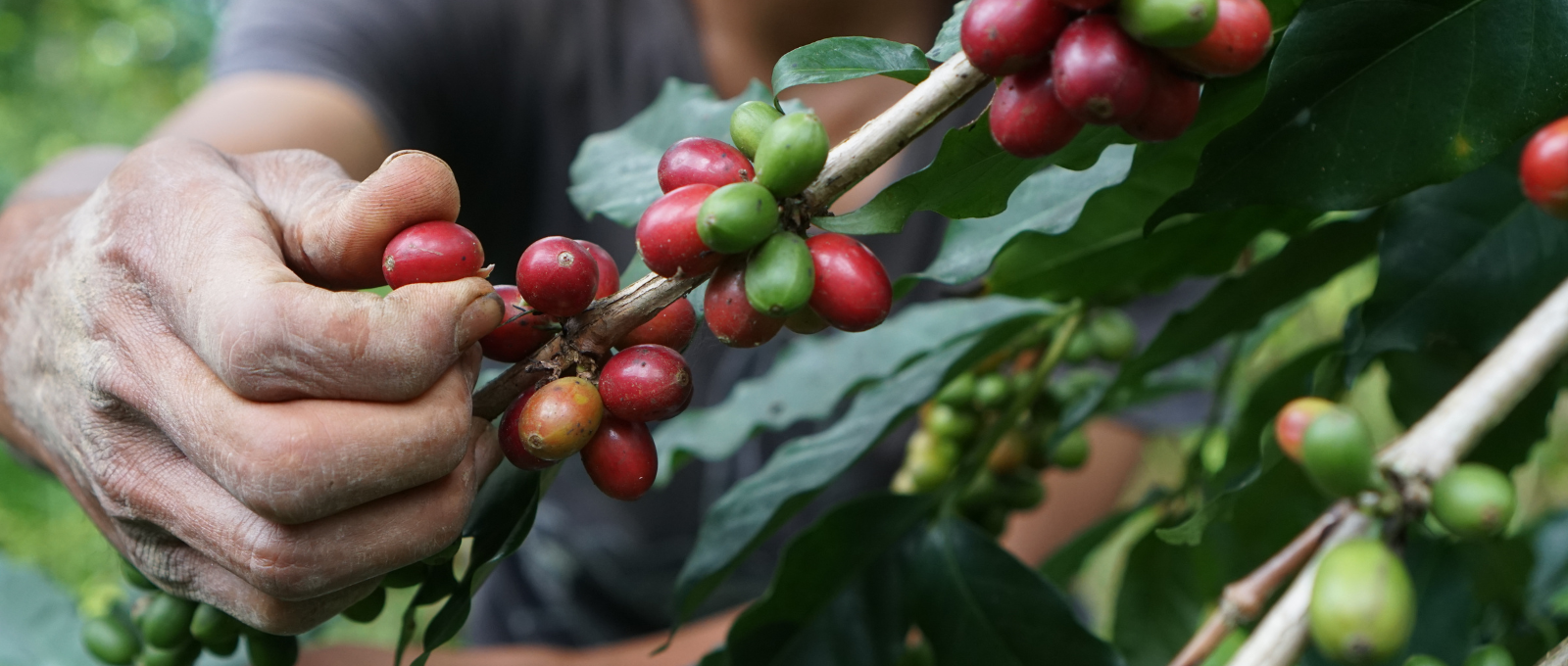 comment on fabrique le café ?