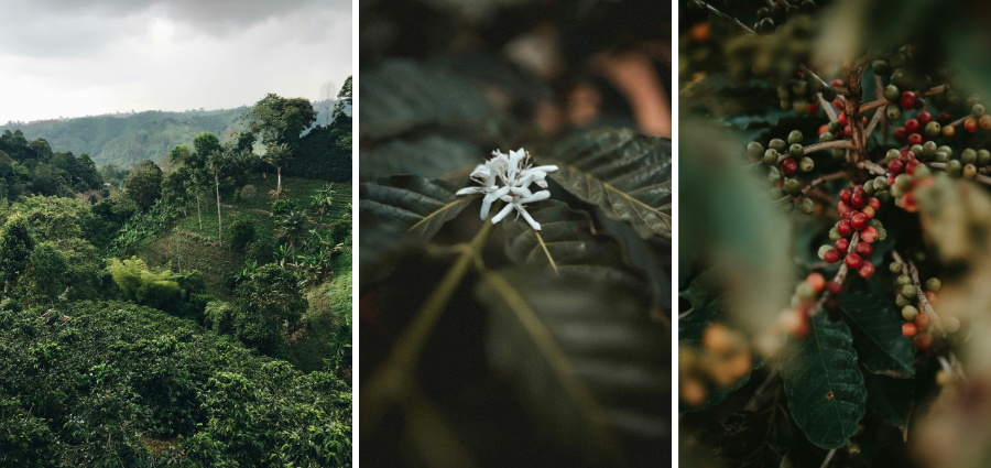 étapes de culture du café