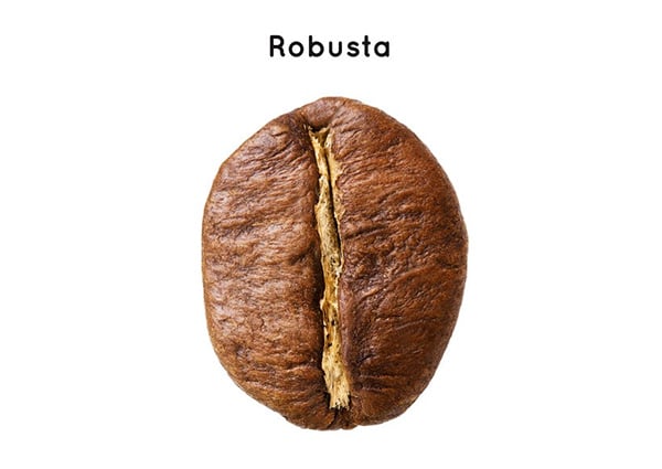 Koffie bonen robusta